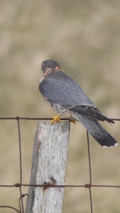 Beautiful male Merlin landed on the fence down the crofts. Managed a few shots but always looking away before a van driving by spooked it