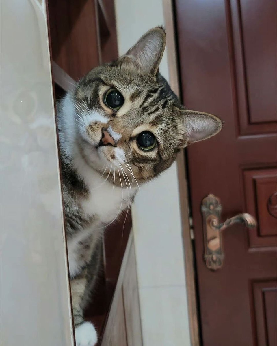 Are you looking for me? 🥰

#adorablecats #catpics #kittens #kittenlove #kitty #cats #catlife #meow #catlove #catloversclub #cutecats #gatos #animals #CatsofTwitter #Caturday #Purrtacular
