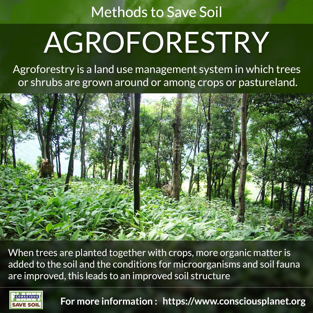 #Agroforestry is part of #sustainable #regenerative #agriculture practices that enriches #Soil while producing #Food #SaveSoil Let's Make it Happen! #SaveSoilMovement #SaveSoilForClimateAction #SoilForClimateAction #ConsciousPlanet @SadhguruJV @cpsavesoil Savesoil.org