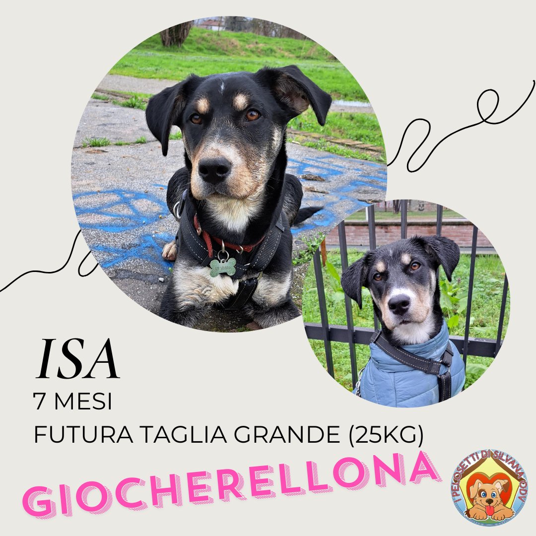 🐕 ISA, INCANTEVOLE CUCCIOLA🩷
7 mesi
Futura taglia grande (25 kg)

📍 Lombardia, Adottabile in tutto Nord e Centro Italia

3468760522 Chiara / 3404522099 Ilaria

#Adottami #Adopt #Dog #rescued