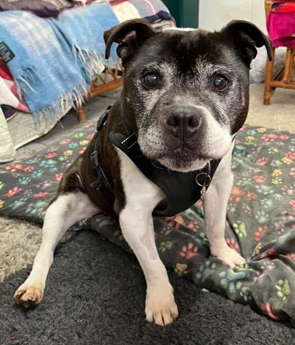 #rehomehour  sitting pawfectly waiting on a super duper home is beeyootiful boy #Zeus plz RT #TeamZay @SeniorStaffy