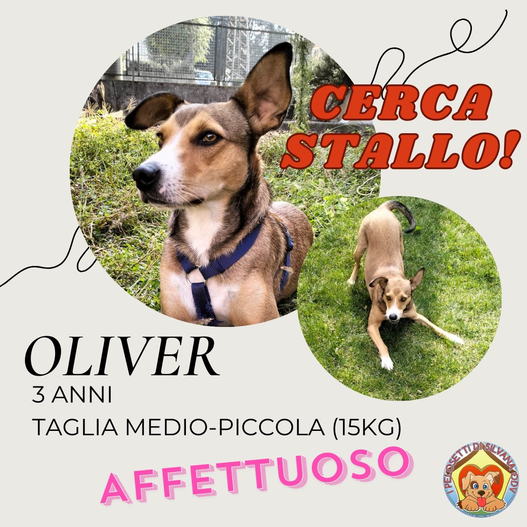 🐕 OLIVER, PLENDIDO GIOVANE CAGNOLINO, CERCA STALLO URGENTE🩷
3 anni
Taglia medio-piccola (15 kg)

📍 Lombardia, Adottabile in tutto Nord e Centro Italia

3468760522 Chiara / 3404522099 Ilaria

#Adottami #Adopt #Dog #rescued