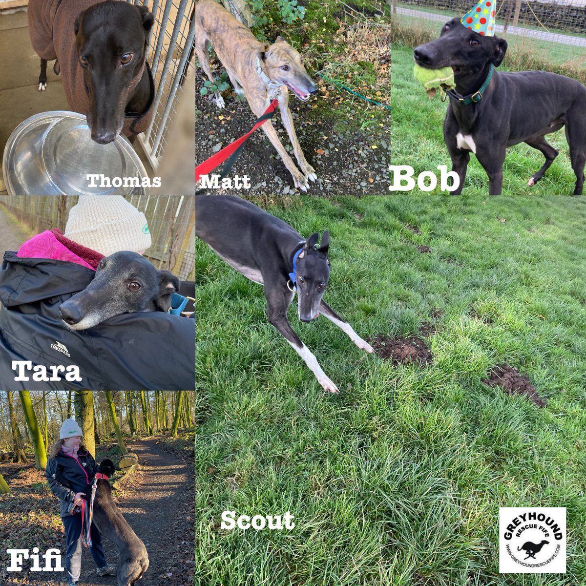 karen73984451's tweet photo. #rehomehour #beeyootiful boys and gorgeous girlies all ready and waiting on fabulous forever homes plz RT #TeamZay @GreyhoundRFife https://t.co/WuX6QM4NEb
