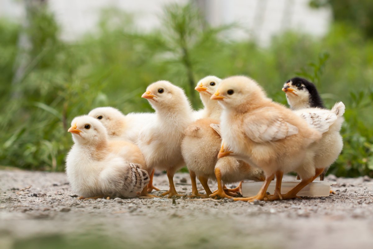 Nothing better than exploring with friends 🗺 📸: Iryna-Zhuravel #chicks #chickens #nature