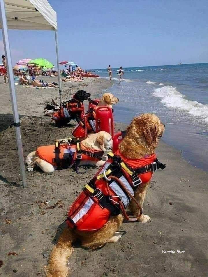 Dedicado a Todos y en especial a los que les molestan y estorban los perros en la playa.
No están disfrazados.!!
Son perros socorristas 🆘 vigilando por la seguridad de los bañistas en las playas de Rumanía. 🇲🇩 
También en el mar son el mejor amigo del hombre.!!. 👏🐶🐾💞❤️