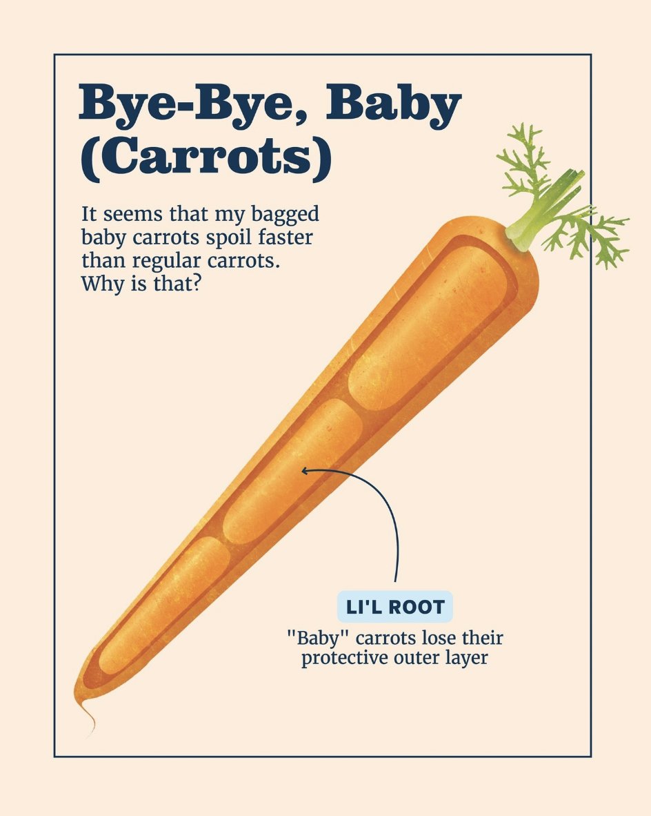 They're cute, but why do they spoil so quickly? 🥕 Due to their processing—primarily the removal of their natural protective outer coating—baby carrots do indeed spoil faster than whole carrots. Get more kitchen tips: bit.ly/3Ur8yCX