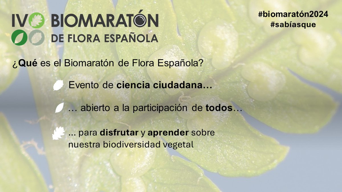 ¡Comienza la cuenta atrás para el IV Biomaratón de Flora Española! A partir de hoy os iremos contando todos los detalles de esta edición. ¡Comenzamos! #Biomaratón2024 #CienciaCiudadana #Biodiversidad #Fotografía📷#Naturaleza