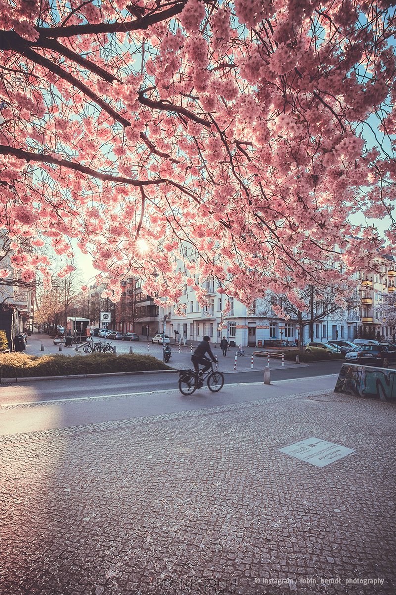 Now is the best time to enjoy beautiful pink cherry blossoms in numerous locations in #Berlin 🌸 🍒 ✨

📷  Instagram / robin_berndt_photography

Find the best #BerlinBlossom spots in our spring map 👉 👉sohub.io/jvn6

#visitberlin