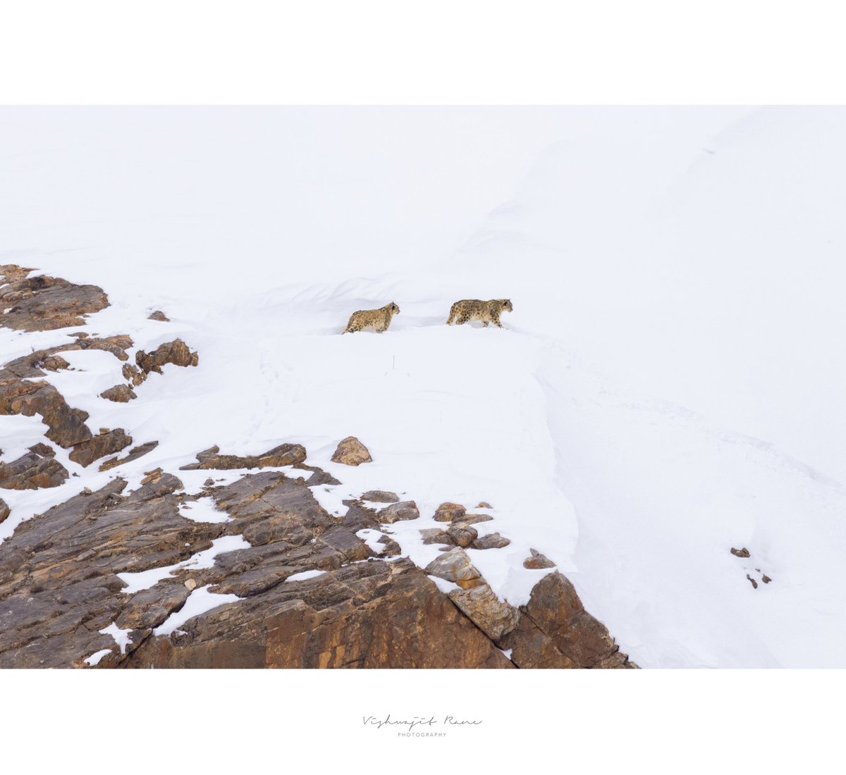Graceful Guardians of the Himalayas: Two elusive snow leopards traverse the pristine snowscape of Spiti Valley, their ethereal beauty juxtaposed against the rugged Himalayan terrain. These elusive felines, perfectly adapted to their high-altitude habitat, blend seamlessly with…