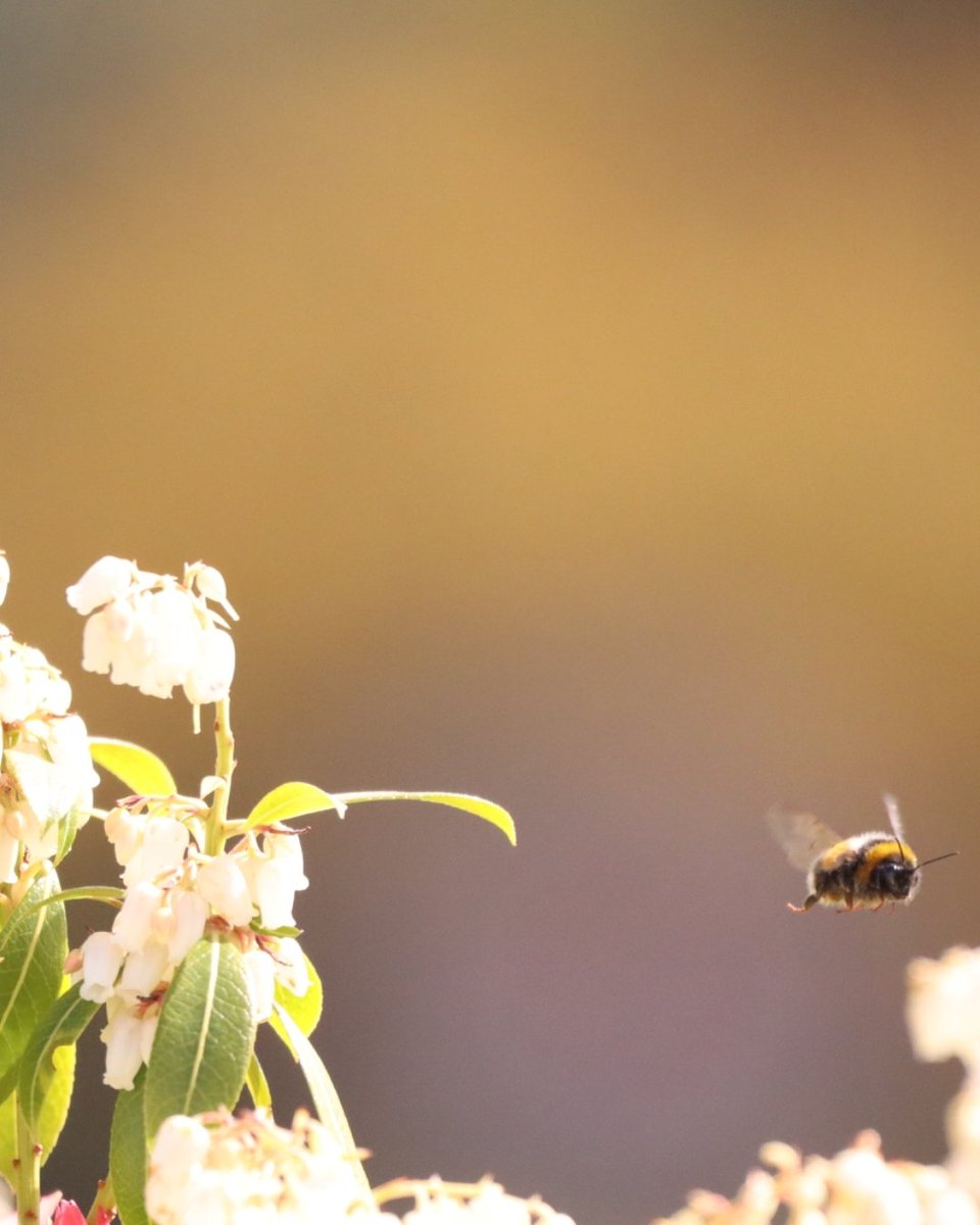joemcneillphoto's tweet photo. Who is being a busy bee then? Macro photography the art of photographing up close. A buff-tailed bumble-bee in flight over the Japanese pieris in the front garden.🐝
Canon 90D
Sigma 150600
ISO 400
600mm
1/5000s
#bumblebee #bee #macro #polinator #nature #canon90d #sigma150600 https://t.co/smNOeTCrfs