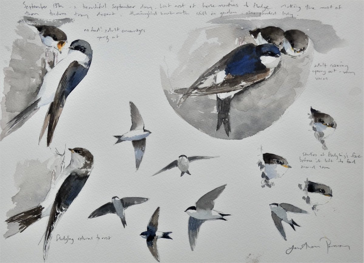 The first house martins are returning- here's my experience of attracting this beautiful and threatened summer migrant. Includes a monthly summary of a UK house martin summer and links to some tried and tested artificial nests. jonathanpomroy.wordpress.com/house-martins/