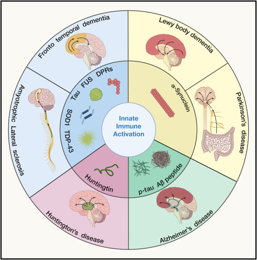 Innate immune activation in neurodegenerative diseases: <a href="/ImmunityCP/">Immunity</a>  cell.com/immunity/fullt…