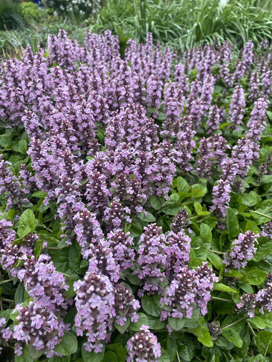 There’s a few #bumblebees hunkered down out of the high winds on this early flowering pink bugle. It’s a great early source of nectar for #insects in our #garden which is so terribly important! It’s also loving all this rain!