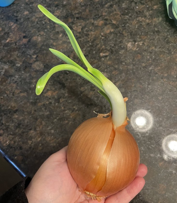 i can kill a cactus by just blinking wrong, yet i can’t stop accidentally growing onions from a mesh bag in a dark corner