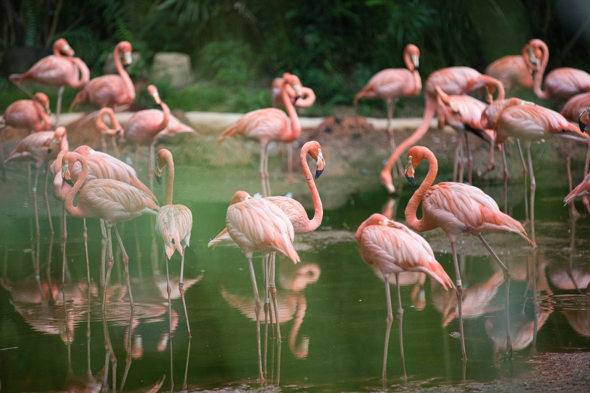 Flamingos get their pink color from the food they eat, such as shrimp and algae, which contain pigments called carotenoids.

#DidYouKnow #FunFact #Trivia #Flamingo #animals