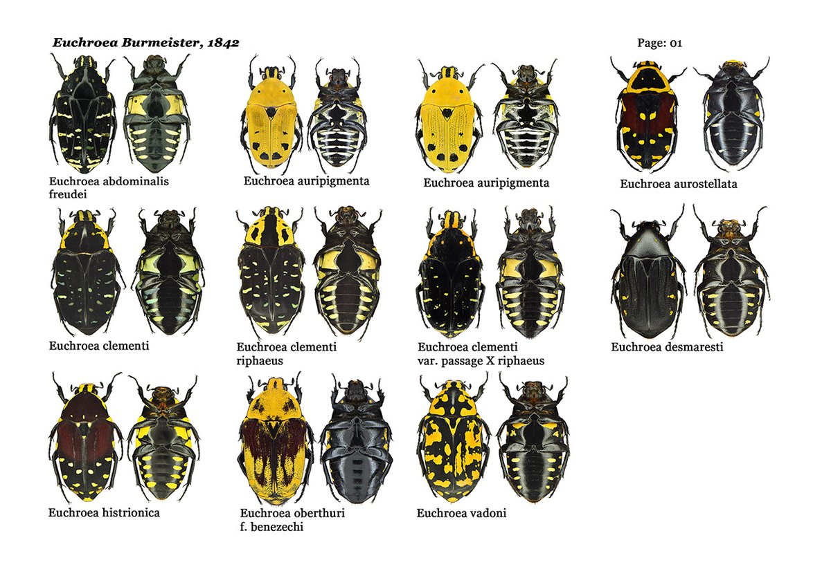 My digital collections of
Cetoninae
Euchroea Burmeister, 1842
2021 - 2023