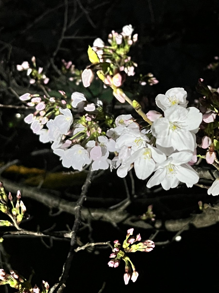 3006_y's tweet photo. 今年も沢山見れた🌸 https://t.co/d2TzYtqbyY
