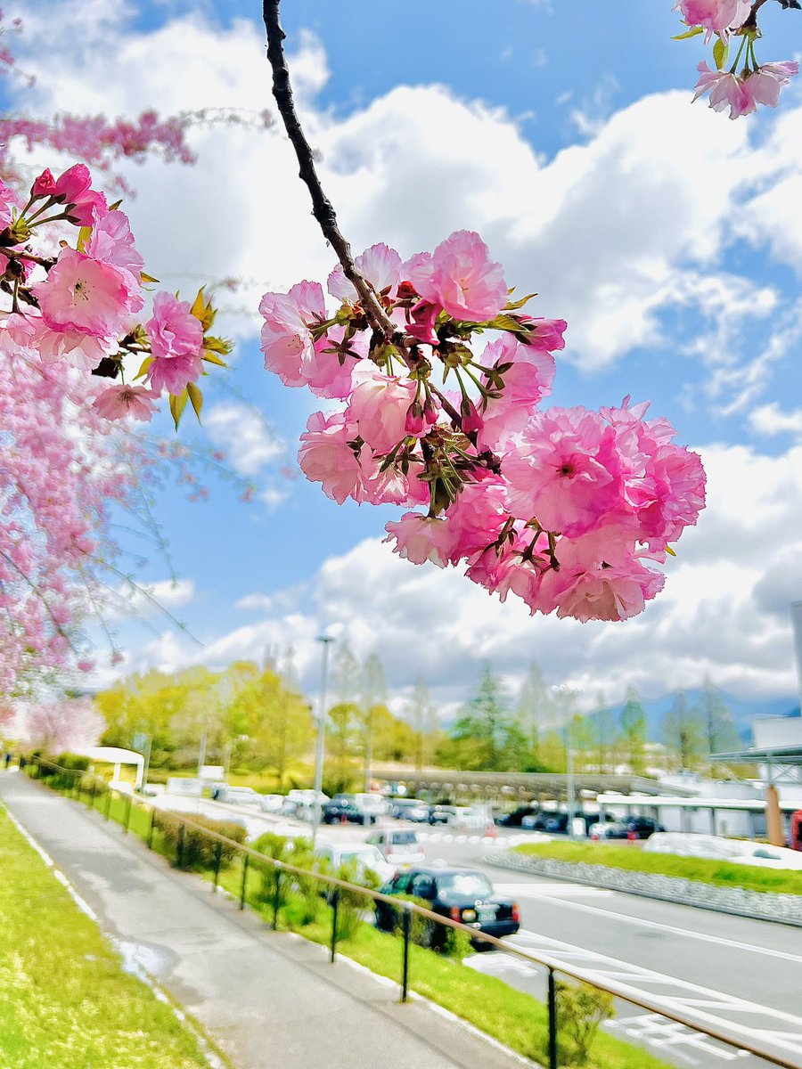 3006_y's tweet photo. 今年も沢山見れた🌸 https://t.co/d2TzYtqbyY