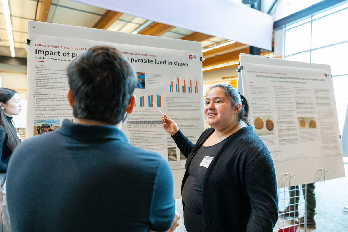 It's Celebration of Research Week here in CFAES! 🔬🧪 Our Animal Sciences undergraduate researchers presented their projects this morning to peers, faculty and industry professionals. Our graduate students will follow this afternoon– Join them at 1:00pm the 4-H Center!
