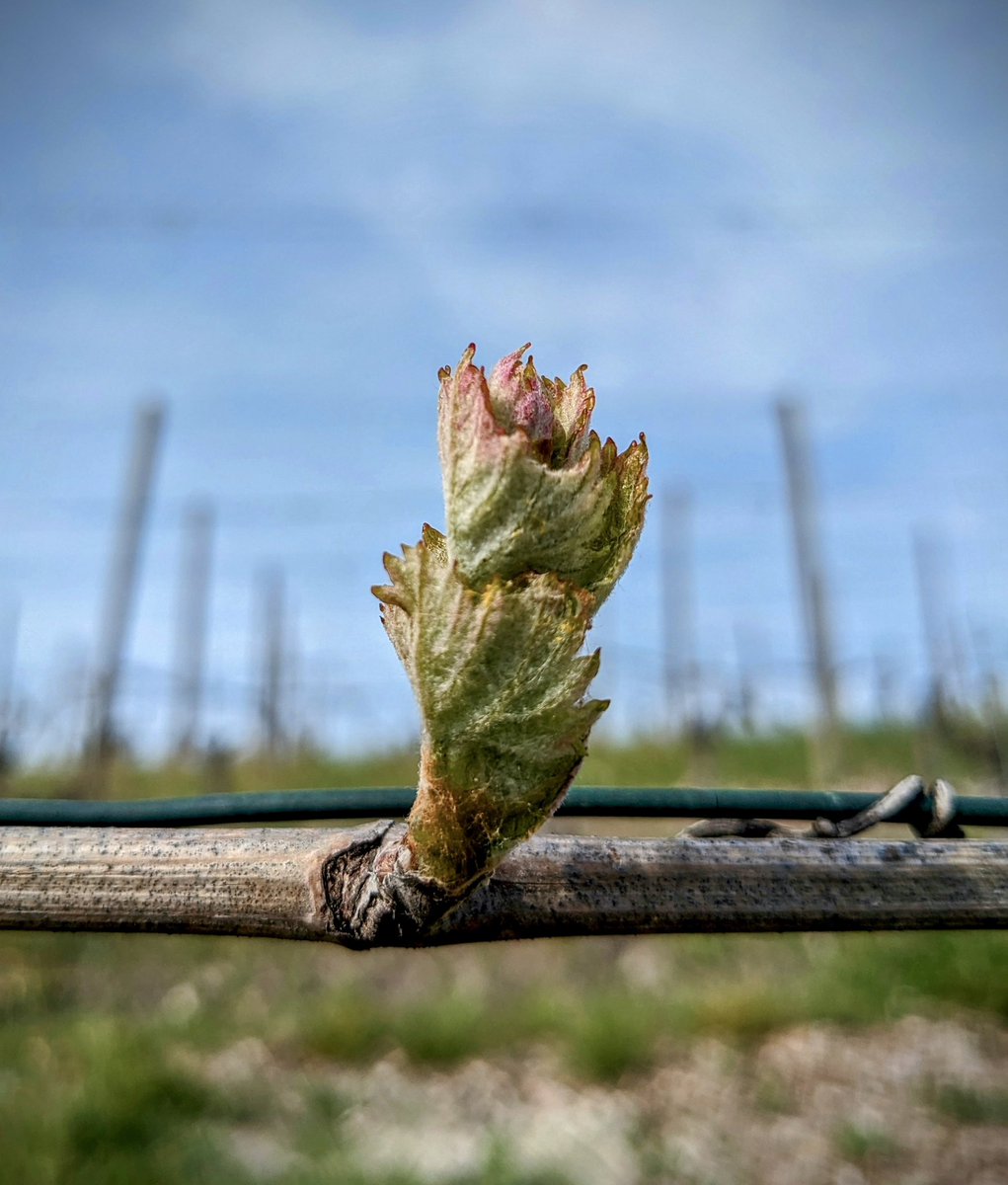 The first buds in our vineyards herald a new season full of promise. Welcome spring! #elviocogno #spring #vineyards