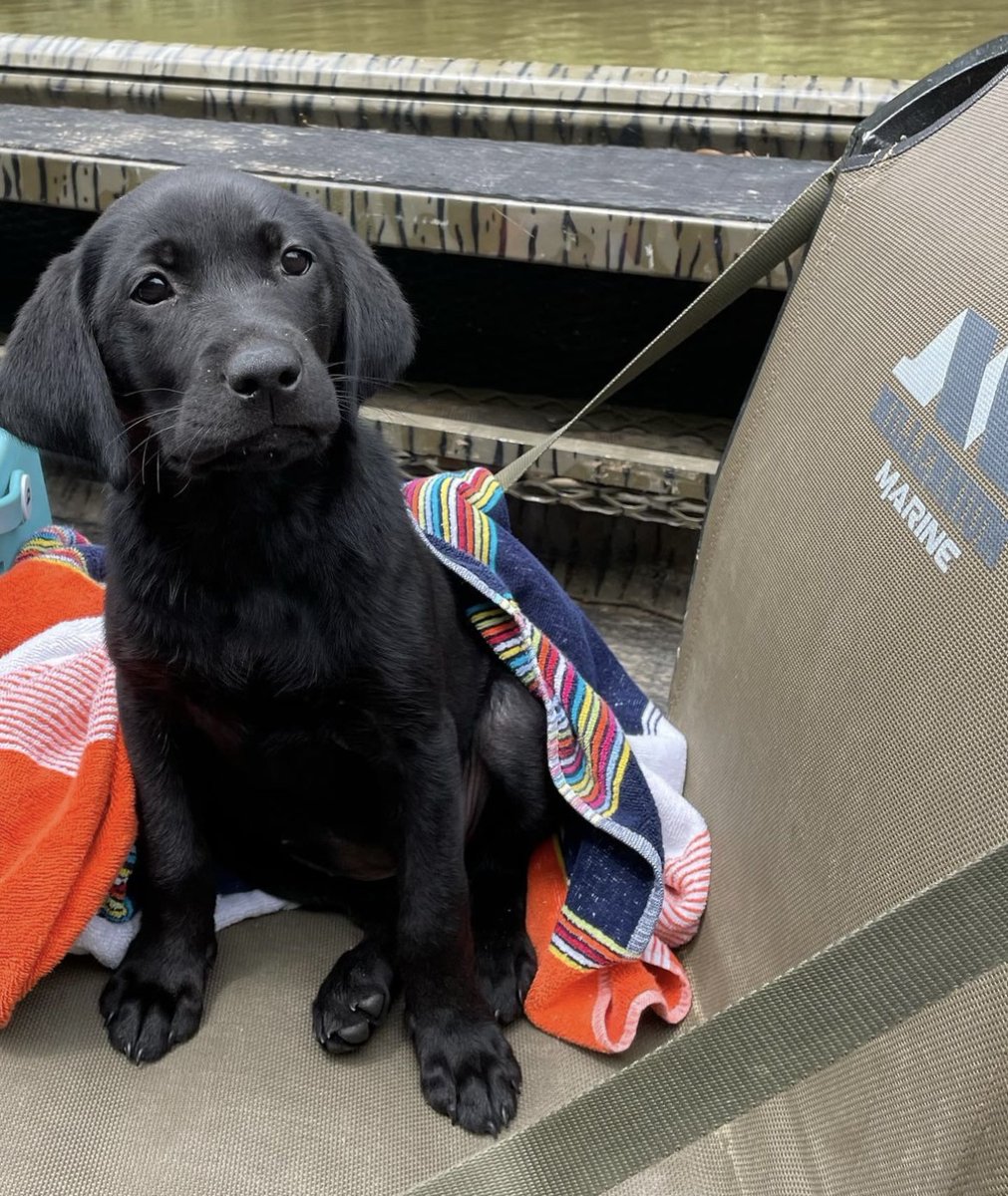 You just can’t beat a boat ride with your furry Co-Captain. 📸@huxleybelle_ #MillenniumMarine #FishMillennium #boatseats #anglerapproved #catchoftheday #Mansbestfriend