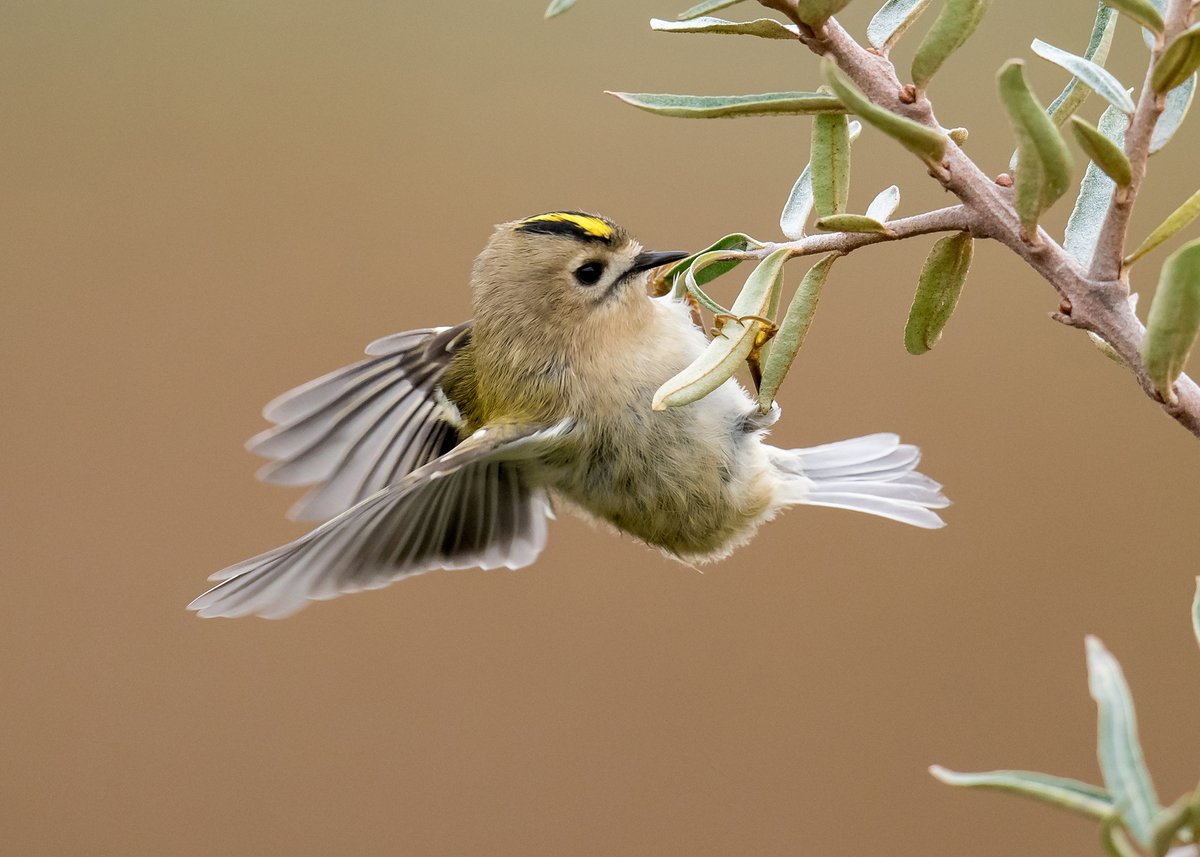 A windy day here @RSPBTITCHWELL - Restart still showing well at various times through out the day, Hen Harrier, Knot, Greenfinch, Siskin and still a few Bramblings at our feeders - fantastic ! 👍🤘 📸 - Goldcrest 📸📸 - Photo credit - Phill Gwilliam