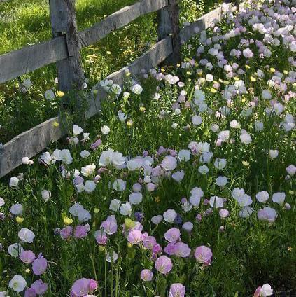 artindetails's tweet photo. spring time https://t.co/wemoWzMhNC