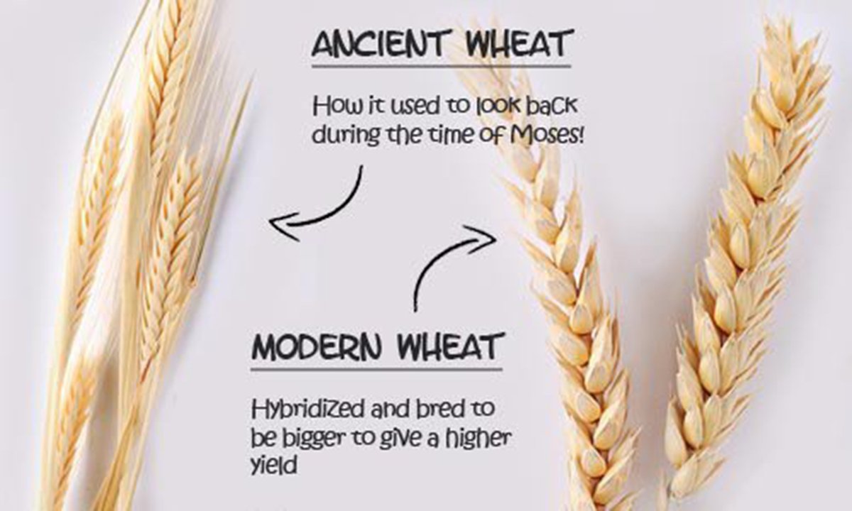 Ancient wheat vs modern wheat 🌾