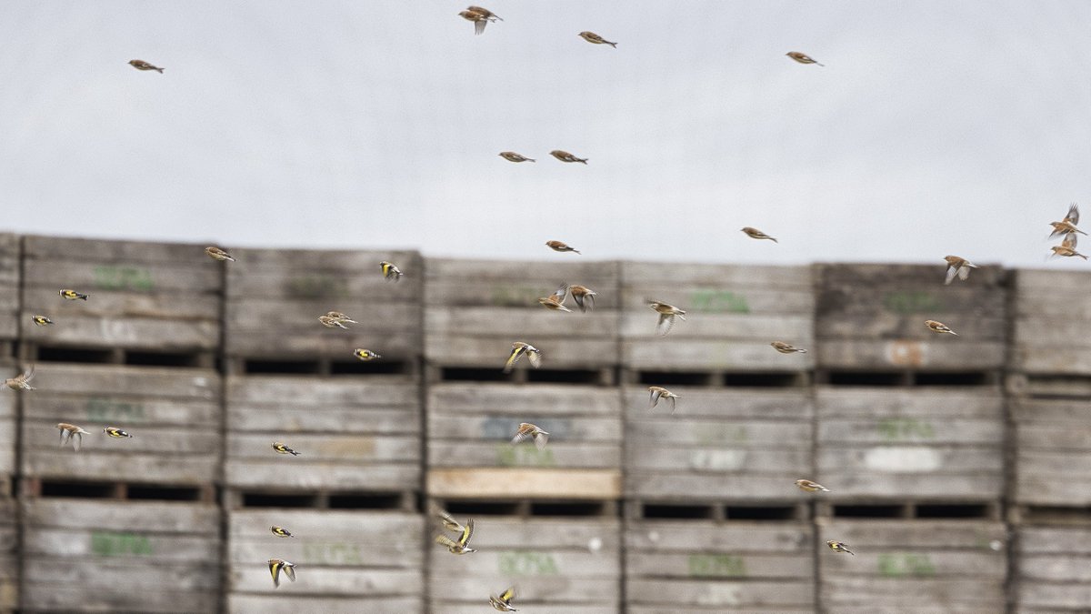 RyckmansNoel's tweet image. #vrtweer #tongeren #putter #natuurpunt 15u45