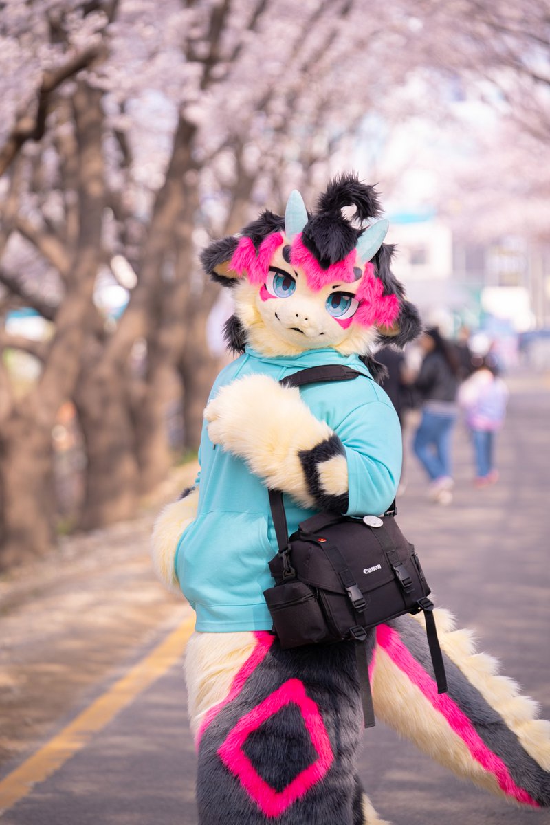 내가 벚꽃사진 찍어줄까? 😉📸🌸 📸 : @ROKCY_SC #FursuitEveryday