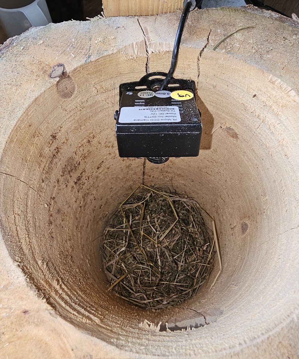 A project for this year. Can I get swifts in a vertical starling nest box that is a hollow log #apusapus #commonswift #actionforswifts #swiftconservation