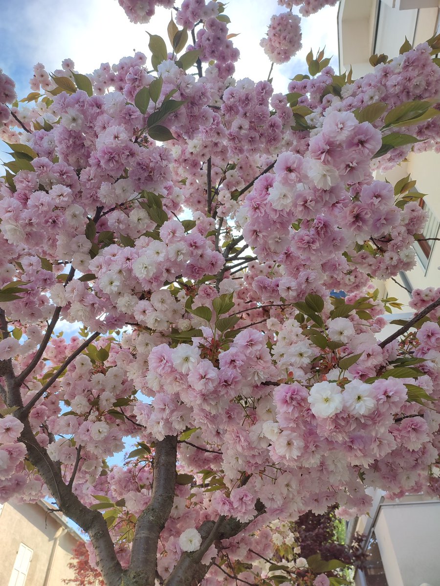 Sakura 🇨🇵 🌸🌸🌸🌸🌸🌸