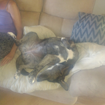 Photo by Team dog Nelson and Lucy #Removalshounds (@Europeanrel)
