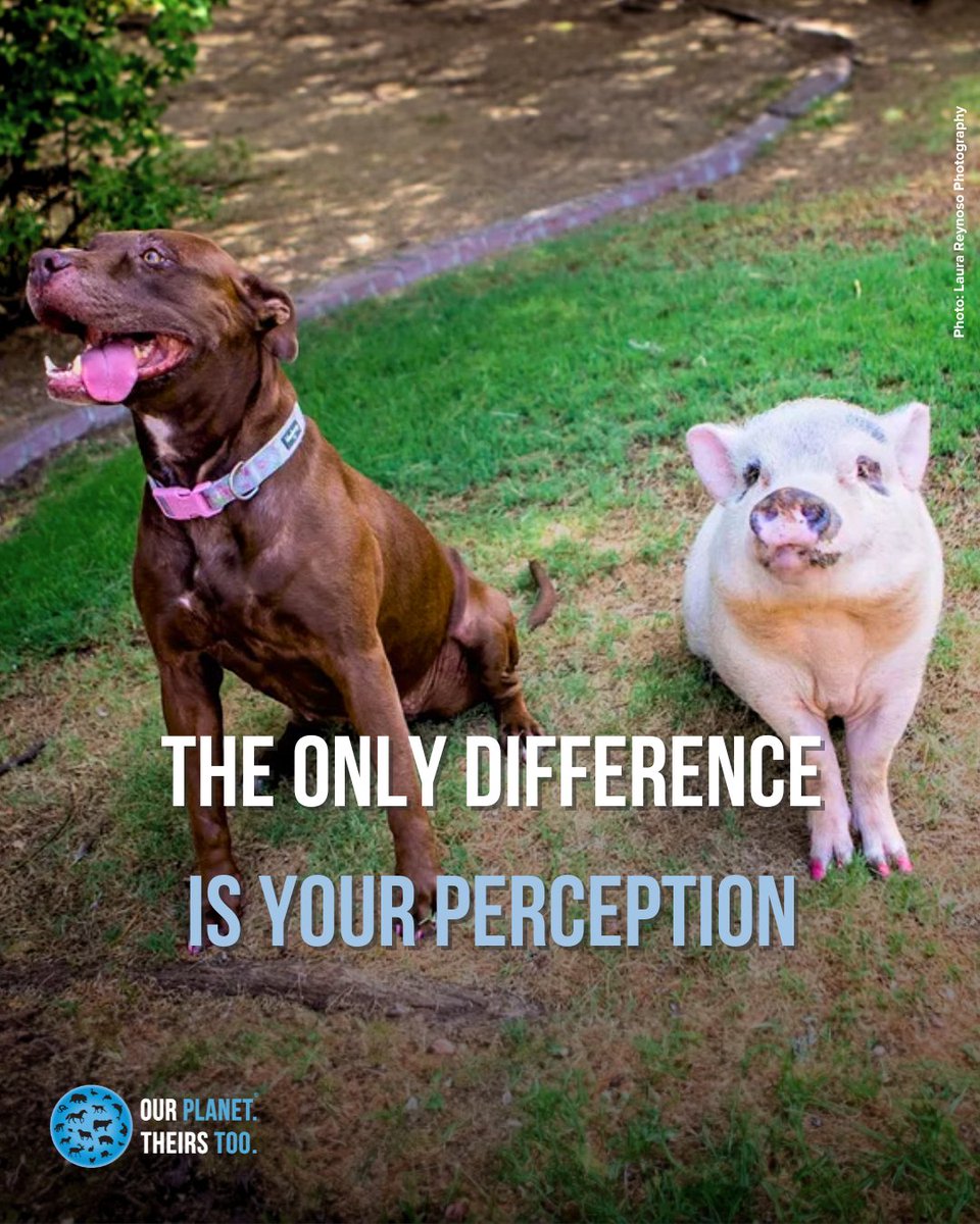 The only difference is your perception 🐶🐷

Let’s treat every being with the same level of respect.

Follow @ourplanettheirstoo if you agree that it’s our planet, and theirs too! 💙

#animalrights #speciesism #antispeciesism