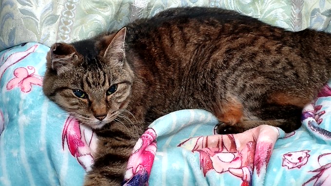 今日4月10日で小春が20歳になりました。母猫も1年先に生まれた兄2匹も、一緒に生まれた弟ももうこの世にはいませんが、小春はまだまだ元気です。 