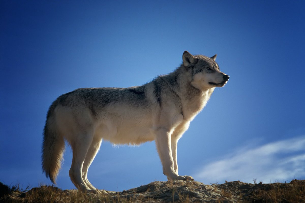 'The Biden administration and its Fish and Wildlife Service are complicit in the horrific war on wolves being waged by the states of Idaho, Wyoming and Montana' wildernesswatch.org/images/wild-is…