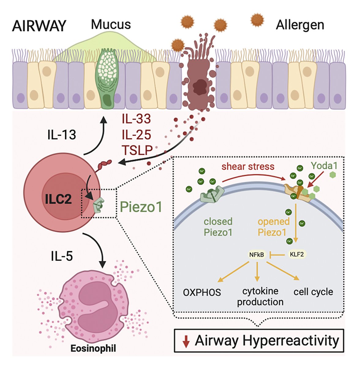 Hurrell, Akbari et al. @KECKSchool_USC define Piezo1 as a critical regulator of ILC2s, and propose the potential of Piezo1 activation as a novel therapeutic approach for the treatment of ILC2-driven allergic #asthma. hubs.la/Q02qMdy90

#MucosalImmunology