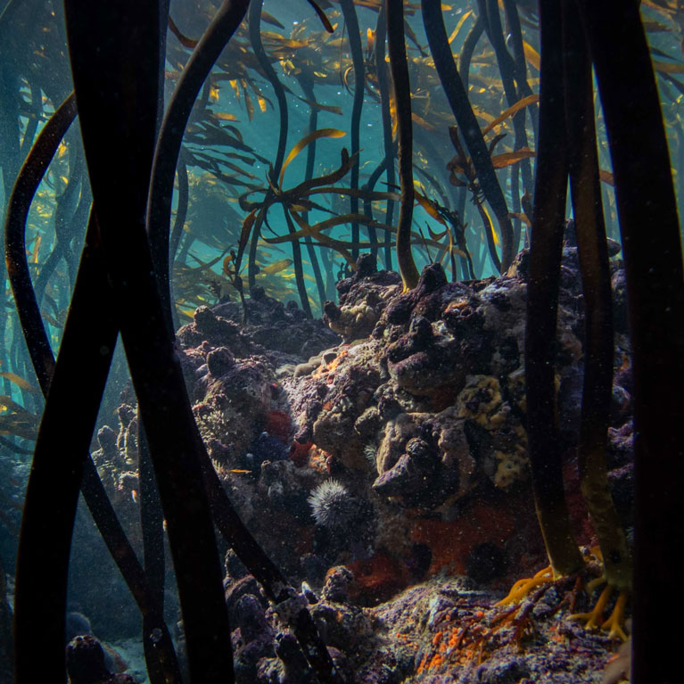 Employing the relatively new and rapidly evolving method of eDNA barcoding, Jannes Landschoff, co-supervisor to Emma Rossouw's project, reports on 900 organisms identified in in South Africa's Great African Seaforest. saveourseas.com/update/a-kelpf…