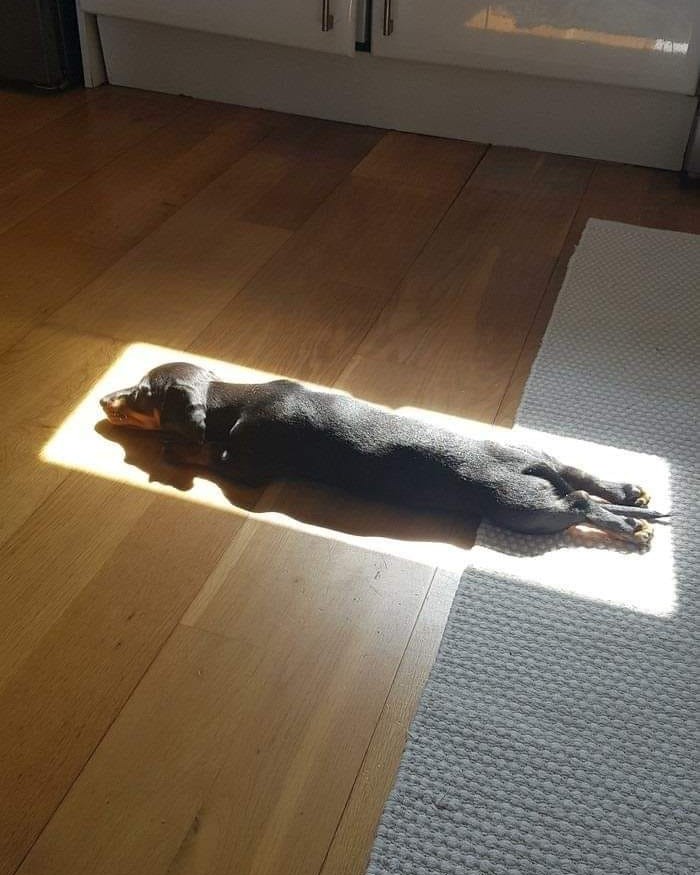 FernandoCarpio's tweet photo. En pleno frío, el cachorro disfruta el calor del sol; cuando una oportunidad te llega, disfrútala al maximo #marcianos #ChampionsLeague
 #EcuadorEstadoDeBarbarie #HalaMadrid https://t.co/KDXdtwSW7h