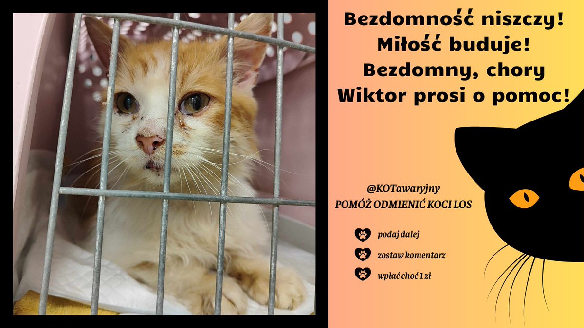 Wiktor walczy o zdrowie i lepszą przyszłość, a przed nim wciąż długa droga 💔

Dziśm to właśnie TY możesz stać się cząstką jego małego kociego świata. MOŻESZ ODMIENIĆ JEGO LOS ‼️

Wystarczy grosik i podaj dalej 🙏
Pomożesz? 🙏
ratujemyzwierzaki.pl/wiktorr-feline…