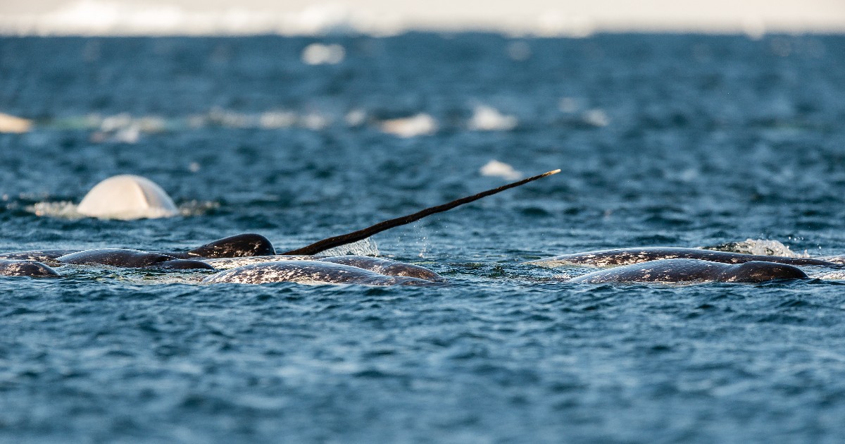 Unicorns, unicorns living in the ocean! 🎵 We're kidding, of course! It's #NationalUnicornDay, obviously we had to mention narwhals—the unicorns of the ocean—to celebrate! They may not be magical, but narwhals are still majestic! Learn more about them: bit.ly/4aM1sho