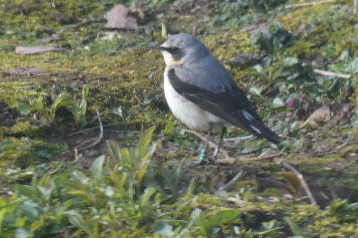 Wheatear F22 was still looking for a female @SkokholmIsland. He’s on Home Meadow which is not a popular territory. This is surprising as being the first bird back he could’ve returned to Crab Bay where he bred successfully in 2023 and maybe had a better chance of finding a mate.