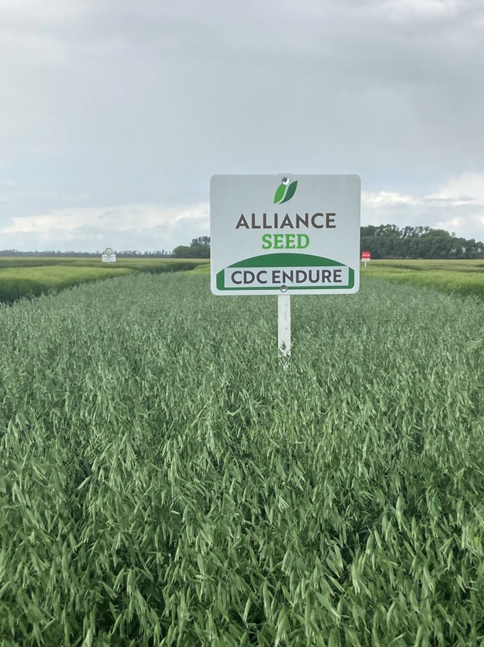 Did you know Canada is the largest exporter of Oats? 🌾 Don't miss out on the action this spring with our #CDCENDURE milling oat! 🇨🇦  #AllianceSeed #EverySeedStartsAStory