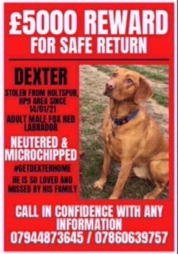 Do you know where Dexter is? He was stolen from #Holtspur #HP9 area on 14th January 2021. Please RT and help get this boy back home where he belongs , his family are heartbroken without him💔 🙏💕 #stolendog #GetDexterHome #FindDexter #rehomehour #lostdogslive