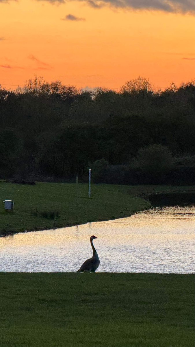 Good night from Somers Wood.. Simon got this fantastic shot on his walk around tonight 😍