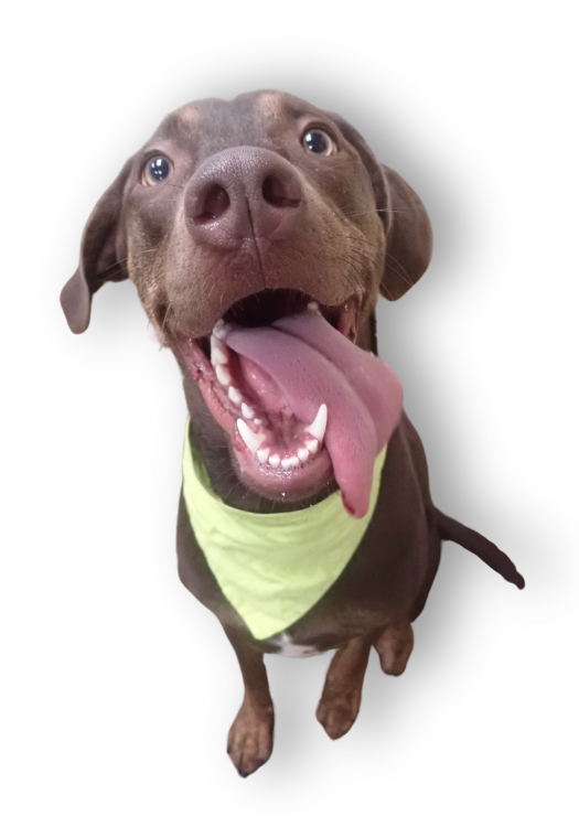 thePRmaven's tweet image. Happy belated birthday to Ranger, our director of health and wellness! Read more about the Boo Boo Doo Doo in his #buzzwithpurpose team bio: buzzwithpurpose.com/ranger-aubucho… #officedogs