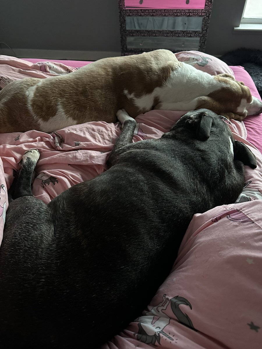 My babies tucked up for the night 💙💖 #basset #staffie @SeniorStaffy #rescuedogs 😍🥰 xxx