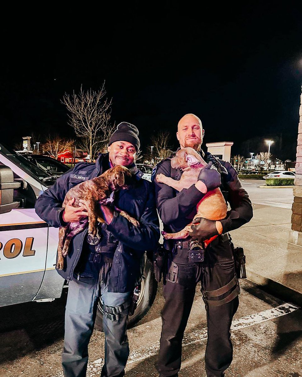 MISSING DOGS? Tukwila police say they found a stolen SUV in front of Ross, which had a female pitbull and two puppies inside, on March 29. “The dogs did not belong to the vehicle owner and were likely stolen by the suspect at some point during their crime spree.” @KIRO7Seattle