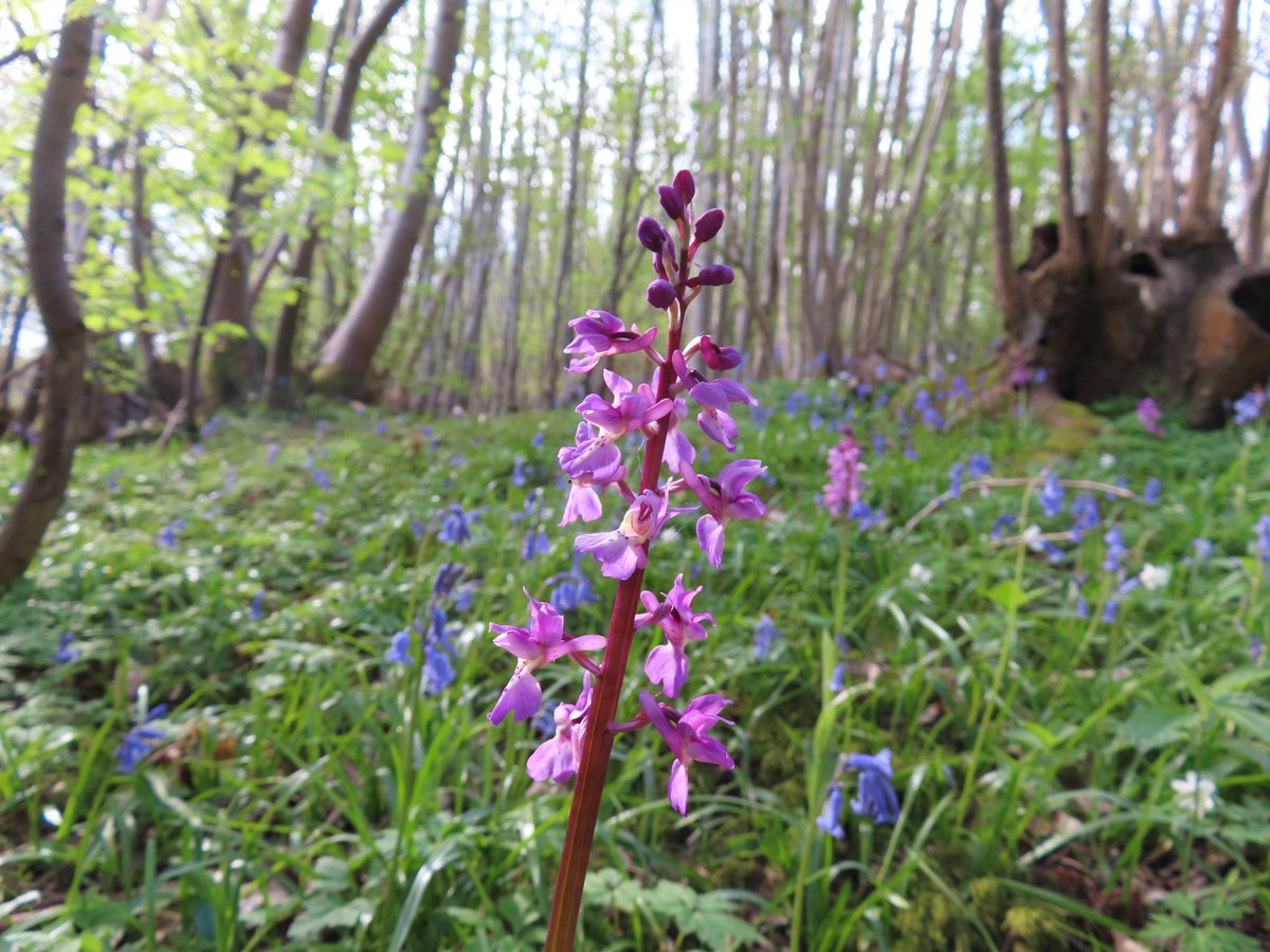 Spring is coming along nicely, just need the soundtrack of Turtle Dove, Nightingale and perhaps a wing clap. #woodland #orchids