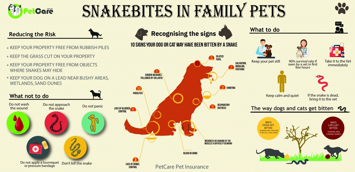 Any species of snake will bite reflexively when cornered or intimidated.  A venomous snake bite is always an emergency, with pain and swelling key signs of envenomation.

#MVC #DrJones #AAHAaccredited #petsafety #pethealth #snakebites